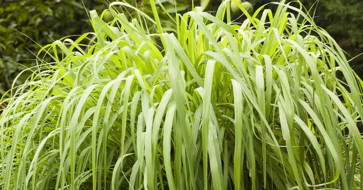 citronela afasta mosquitos