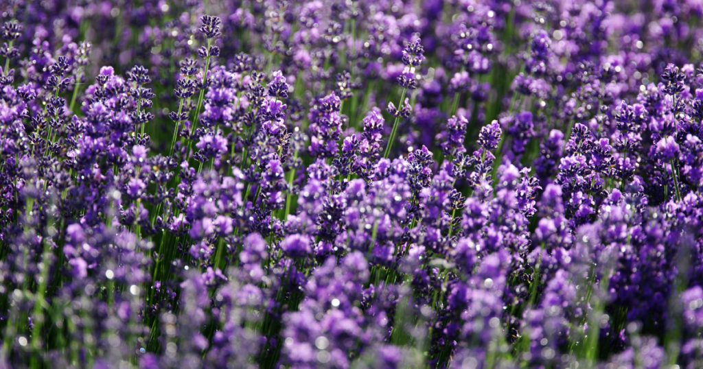 lavanda planta aromática que pode ajudar a afastar mosquitos