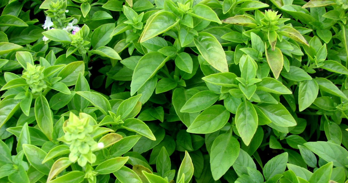 manjericão planta aromática que ajuda a espantar insetos